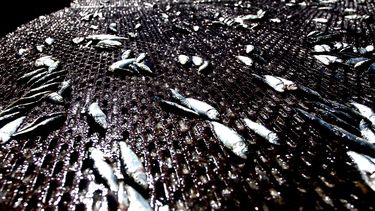 Suprema admite a trámite recurso de protección contra decreto que modifica cuotas de sardina y anchoveta