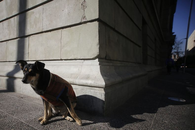 perro scaled.jpg