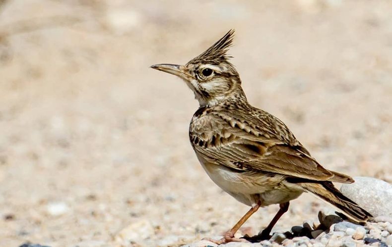 Crested_Lark_ _ 1.jpg