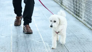 Pitbull sin bozal ingresó a vivienda y mató a un poodle: Dueño deberá pagar $692 mil y tomar medidas de seguridad