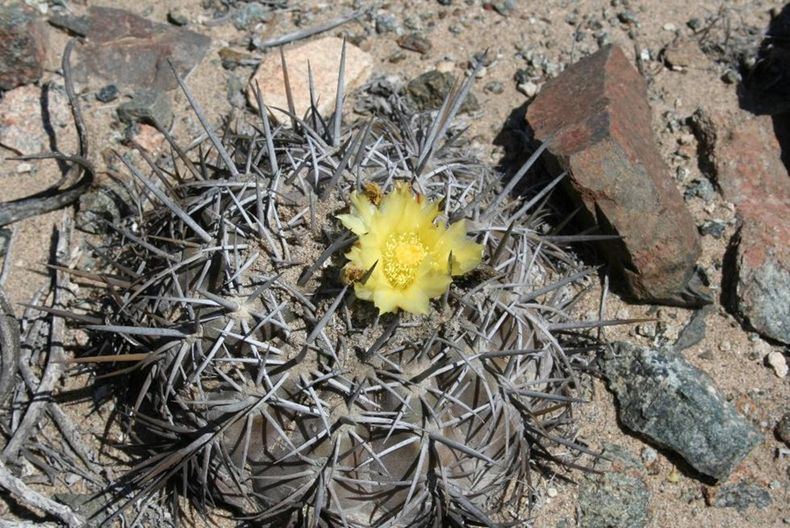 7476 copiapoa.jpg
