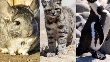 El Desconcierto | greenpeace alerta de posible extincion en chile de chinchilla, gato y pinguino por industria minera.png