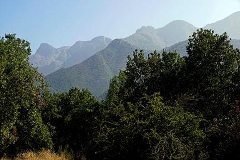 Bosque mediterraneo Chile central.jpg