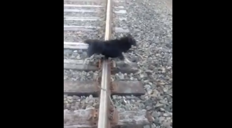 perro llay llay tren 768x426 1.png
