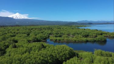 Tribunal quita protección al humedal urbano más grande de Chile que filtra aguas del Villarrica