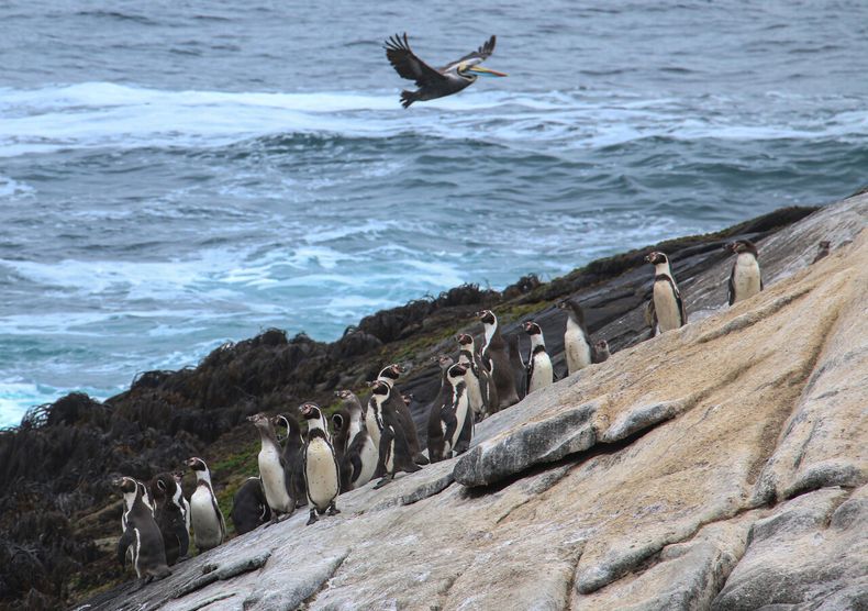 Decreto para proteger al pingüino de Humboldt fue retirado por gobierno de Kast - Agencia Uno
