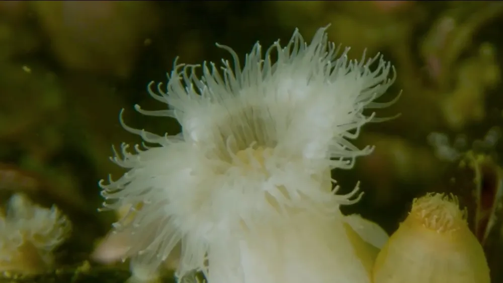 Anémona invasora se está comiendo los mares patagónicos y avanza cada vez más al norte desplazando erizos y picorocos