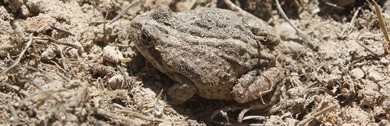 sapito cuatro ojos.jpg