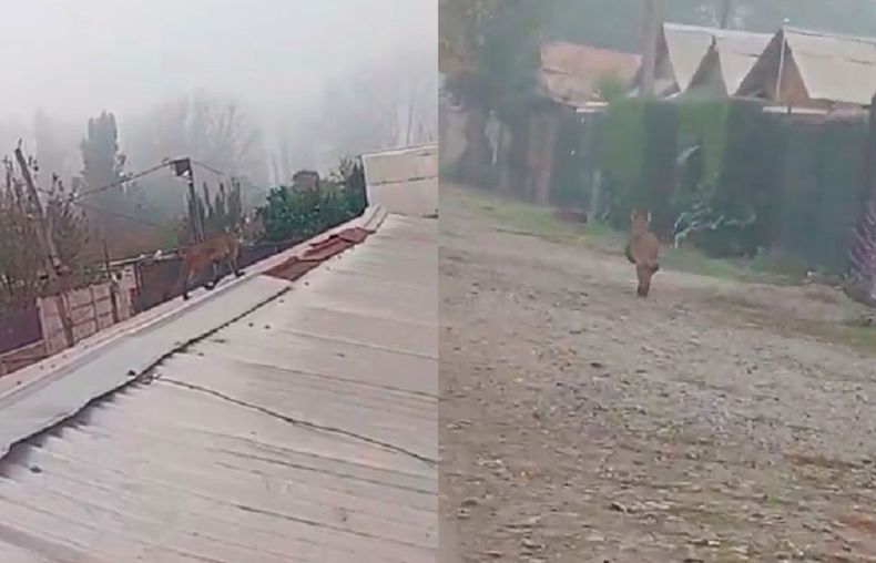 Puma suelto en Paine - Captura de video