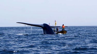 Día mundial de las ballenas: Chile a la vanguardia en uso de tecnología para protegerlas