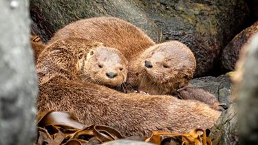 El Desconcierto | chungungo, la nutria mas pequena del mundo, sera el rostro del dia de la fauna chilena 2025.jpg