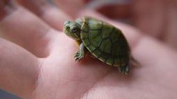 Alertan de posible agresión sexual: Extraen tortuga muerta de vagina de una mujer