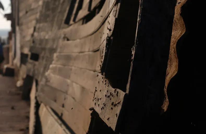 25153 plaga moscas.webp