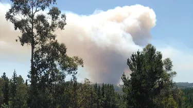 Alerta SAE: Senapred llama a evacuar zonas de Hualqui en el Biobío por amenaza de incendio forestal