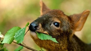 El Desconcierto | Pudu 1.jpg