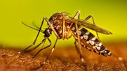 Mosquito que transmite el Dengue provocó Alerta Sanitaria - Captura de video