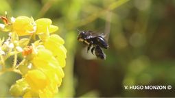 #EnCorto: Tres claves para entender por qué las abejas están en peligro en Chile