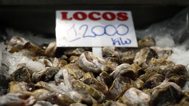 Prohibido hasta el 2022: Extracción y comercialización del loco es vetada en 15 regiones