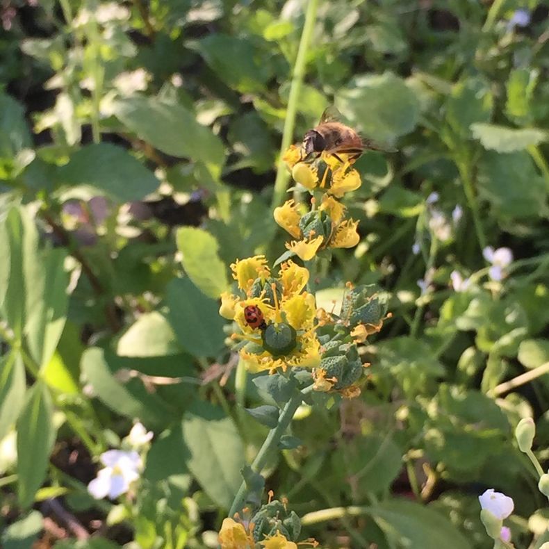 huerto providencia.jpg