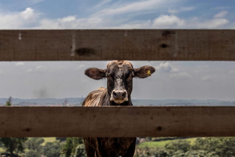 VACAS e1691375791678.jpg
