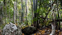 Sabiduría ancestral permitió a cuatro hermanos colombianos sobrevivir 40 días en la selva