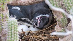 Biodiversidad recuperada en isla Chañaral. Pingüino de Humboldt.&nbsp;