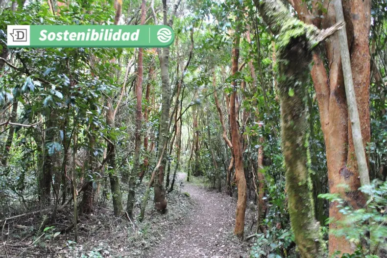 17333 diseno sin titulo 2025 06 12t112924.webp