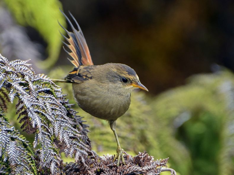 eBird.jpg