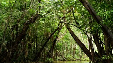 El Desconcierto | Amazon rainforest .jpg