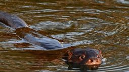 Detienen en Río Bueno a persona que cazó un Huillín, único mamífero de agua dulce de Chile