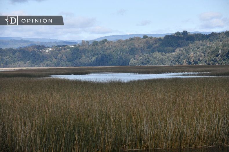 13319 humedal en valdivia.jpg