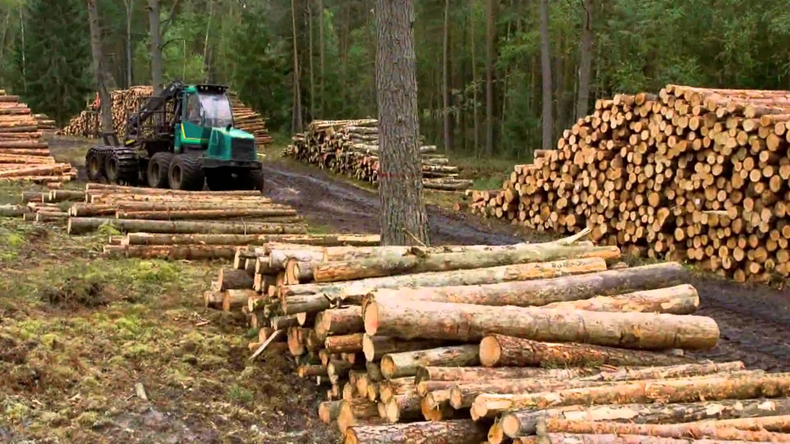 Industria forestal Chile.