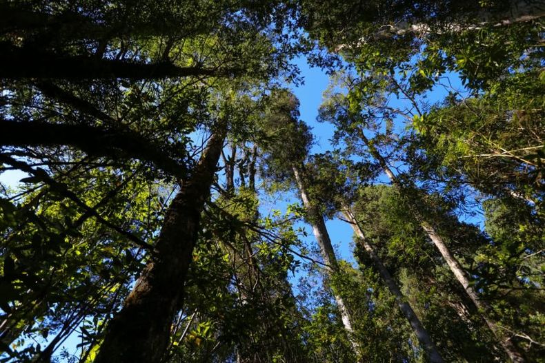 bosques2 e1660159872158.jpeg