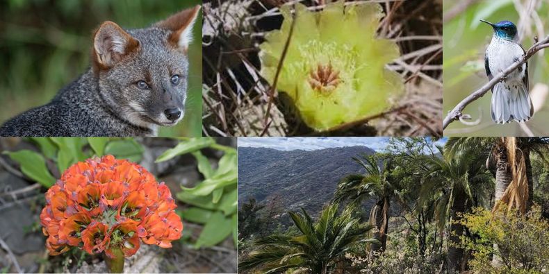 Biodiversidad única de Chile.&nbsp;