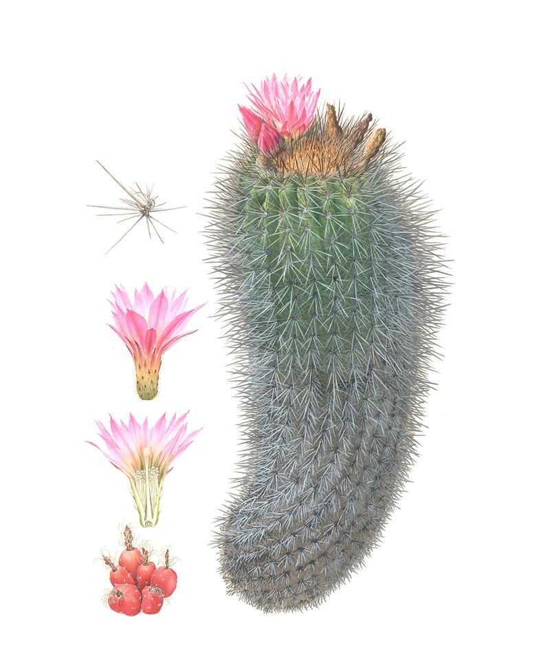 Chilenito, Eriosyce chilensis var. - Libro sobre plantas nativas de Chile