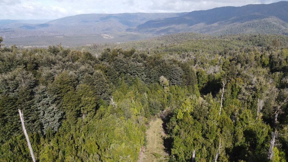 El bosque nativo ayuda a Chile a protegerse de las lluvias extremas - Imagen cedida