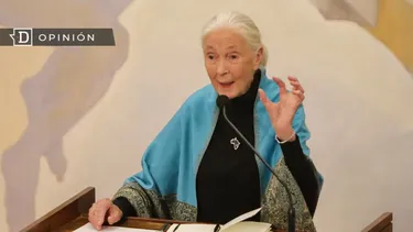 El Desconcierto | 25541 jane goodall.webp