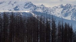 Forestaciones en la Patagonia: Zona de incendios forestales y disputas por las tierras