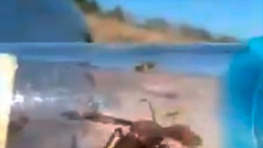SAG desmiente que peligrosa avispa asesina haya llegado a Chile tras viralización de video en redes