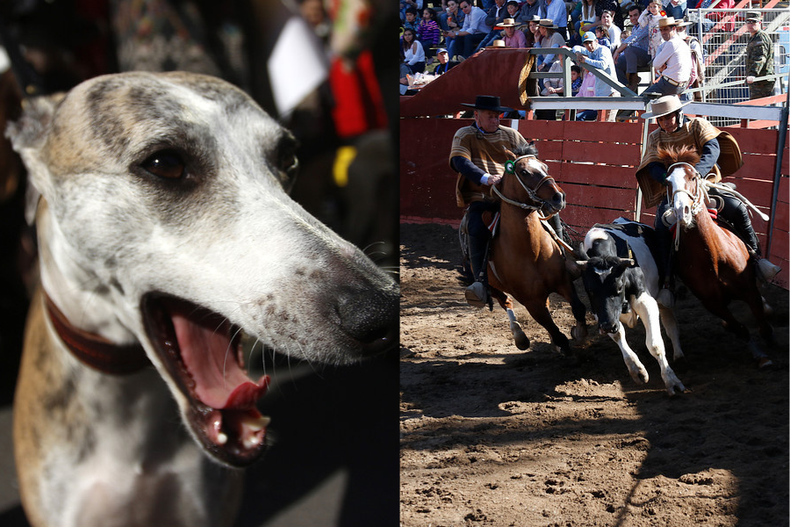 las 6 politicas que tomaran los candidatos animalistas si son elegidos en las proximas elecciones.png