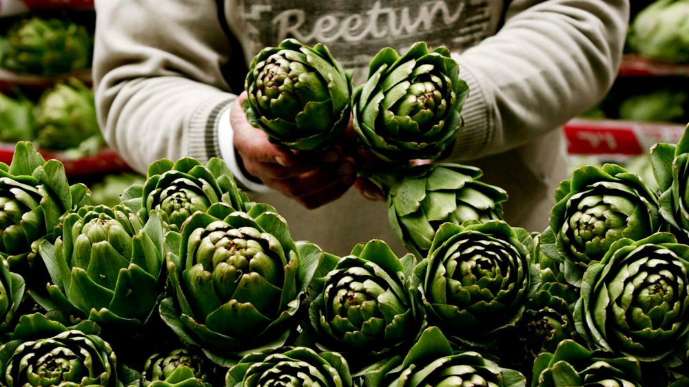 Mercado de las alcachofas se vería afectado - Agencia EFE