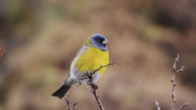 Cometocino patagónico. Marcos Aguilar.&nbsp;