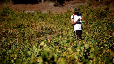 Se necesitan 600 mil trabajadores y existen 300 vacantes que buscan llenar con extranjeros - Agencia Uno