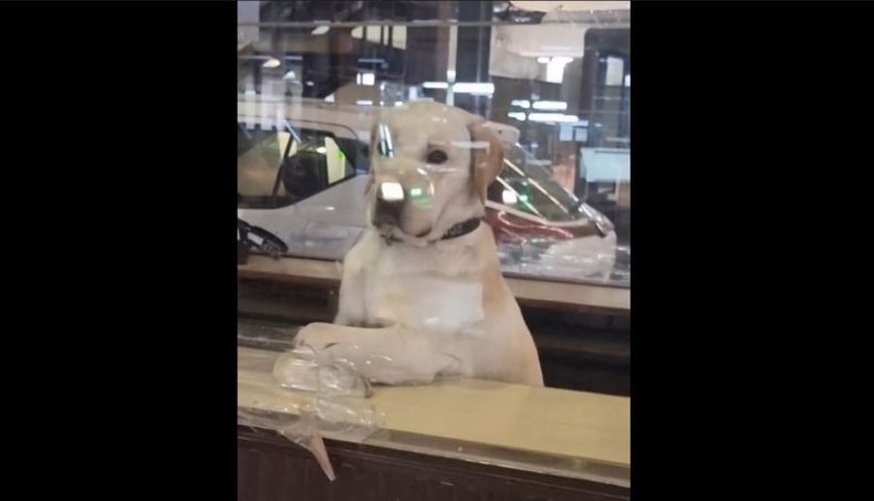 Perrito frontera argentina.jpg