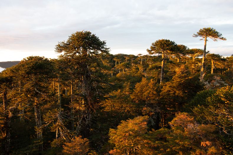 Bosque nativo en Chile.&nbsp;