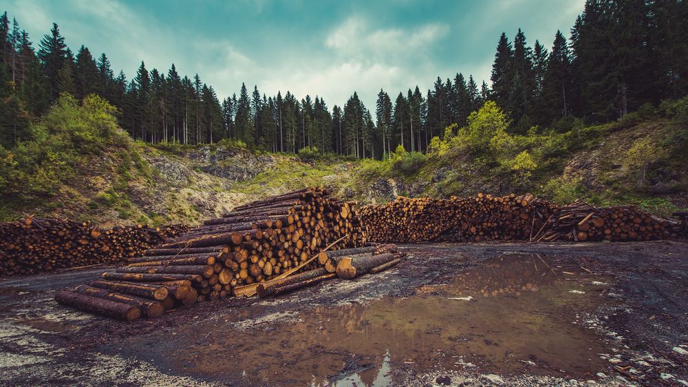 FAO: El mundo perdió 178 millones de hectáreas de bosque entre 1990 y 2020