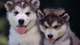 Por qué las personas quieren más a los perros que a los humanos