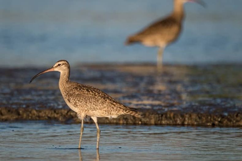 Zarapito comun 2 Vicente Pantoja 768x512 1.jpg