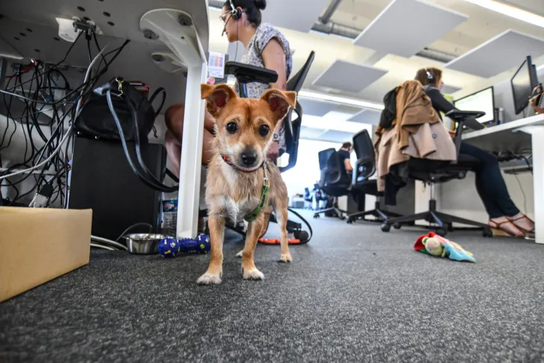 Mascotas en la oficina para reforzar salud mental y cardiovascular.&nbsp;