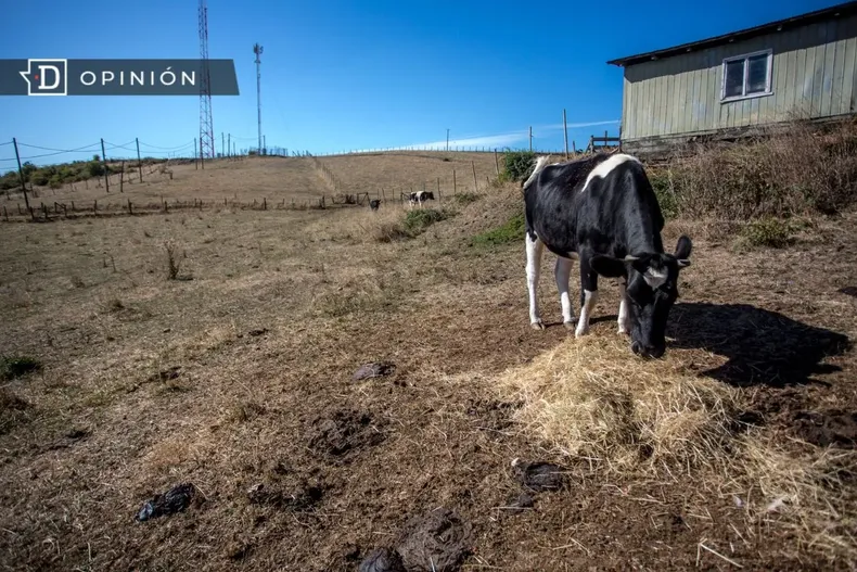 13361 vaca comiendo en un campo de osorno durante sequia.webp